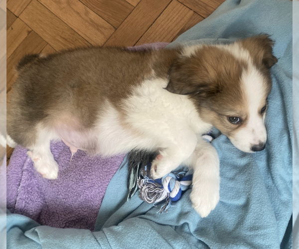 Medium Photo #3 Great Pyrenees-Unknown Mix Puppy For Sale in Brooklyn, NY, USA