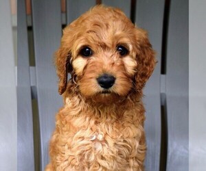 Goldendoodle (Miniature) Puppy for sale in SAVANNAH, TN, USA
