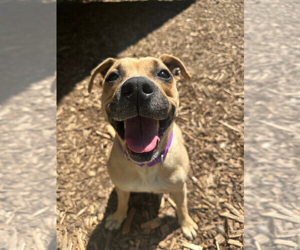 Medium Photo #4 American Staffordshire Terrier Puppy For Sale in Lawrenceville, NJ, USA