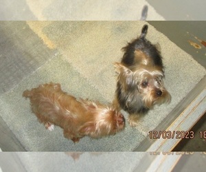 Yorkshire Terrier Puppy for sale in CARROLLTON, GA, USA