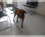 BAILEY - Female Catahoula Leopard Dog-Unknown Mix Dog for Adoption - Small photo