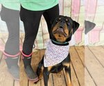 Small Photo #5 Rottweiler Puppy For Sale in Hillsboro, NH, USA
