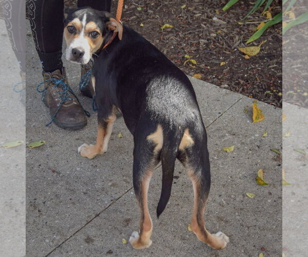 Medium Photo #2 Shepweiller Puppy For Sale in Huntley, IL, USA