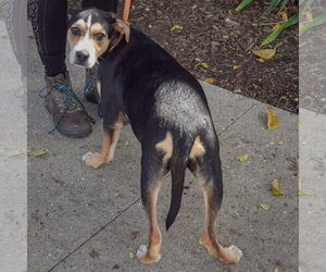 Maggie - Female Shepweiller Dog for Adoption - Photo #2