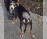Small Photo #2 Shepweiller Puppy For Sale in Huntley, IL, USA