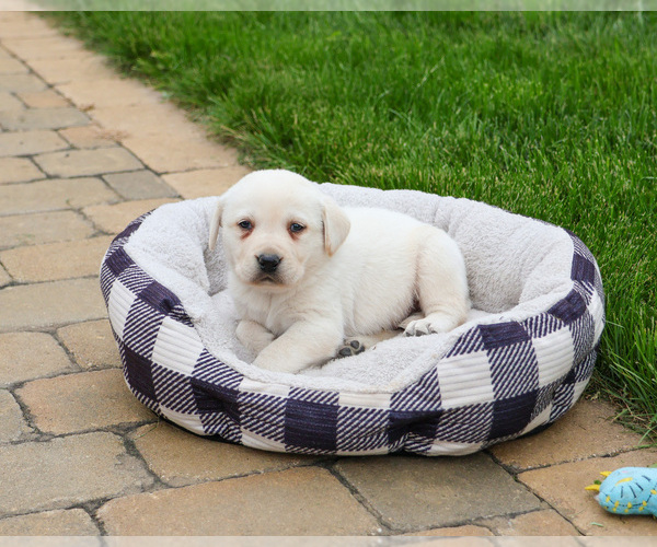 Medium Photo #3 Labrador Retriever Puppy For Sale in SYRACUSE, IN, USA