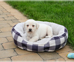 Small #2 Labrador Retriever