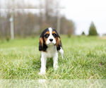 Small Photo #18 Cavalier King Charles Spaniel Puppy For Sale in WARSAW, IN, USA