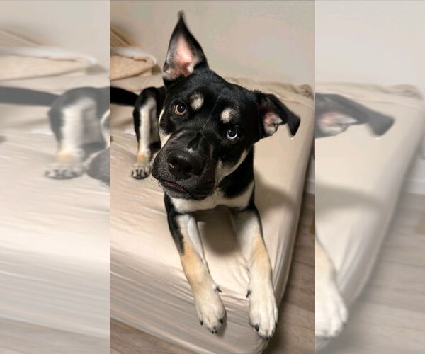 Medium Photo #2 American Staffordshire Terrier-Siberian Husky Mix Puppy For Sale in Lake Forest, CA, USA