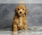 Puppy Sydel AKC Poodle (Miniature)