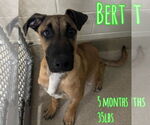Small #4 Great Dane Mix
