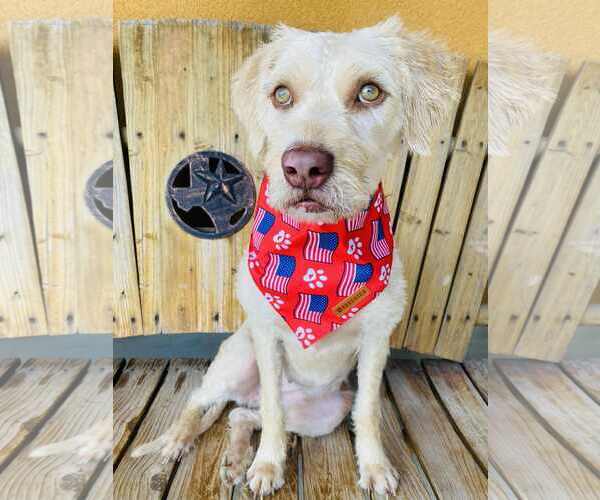 Medium Photo #2 Mutt Puppy For Sale in Dallas, TX, USA