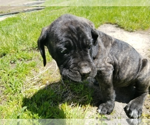 Medium Photo #18 Mastiff Puppy For Sale in FULTON, NY, USA