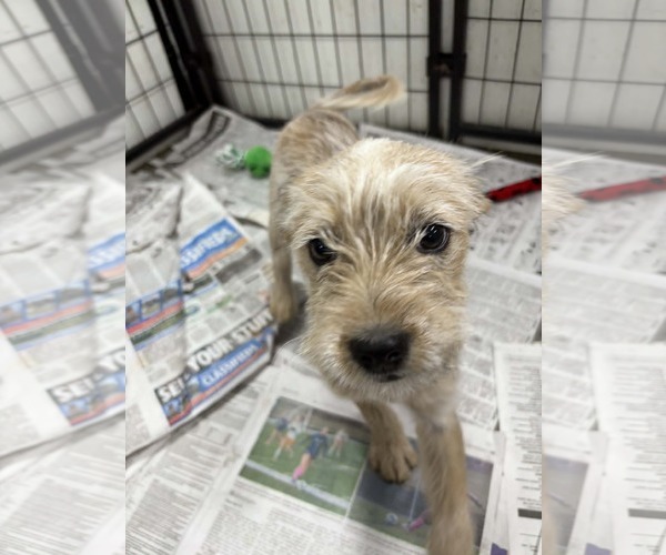 Medium Photo #4 Poodle (Miniature)-Red Heeler Mix Puppy For Sale in Mukwonago, WI, USA