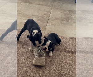 Tupac Biggie - Male Boston Terrier Puppy for Sale