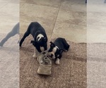 Tupac Biggie - Male Boston Terrier Puppy for Sale - Small photo