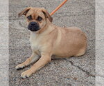 Small Photo #3 Pug-Unknown Mix Puppy For Sale in Huntley, IL, USA