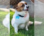 Small #1 Pembroke Welsh Corgi Mix