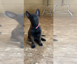 Belgian Malinois Puppy for sale in PALMHURST, TX, USA