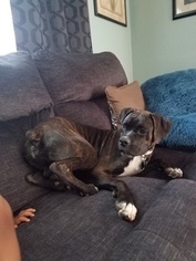 Boxer Puppy for sale in WARRENSBURG, MO, USA