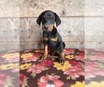 Small #3 Doberman Pinscher