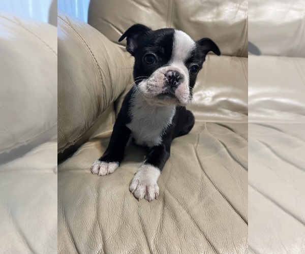 Medium Photo #1 Boston Terrier Puppy For Sale in CHARLOTTESVILLE, VA, USA
