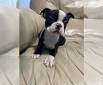 Image preview for Ad Listing. Nickname: Male boston