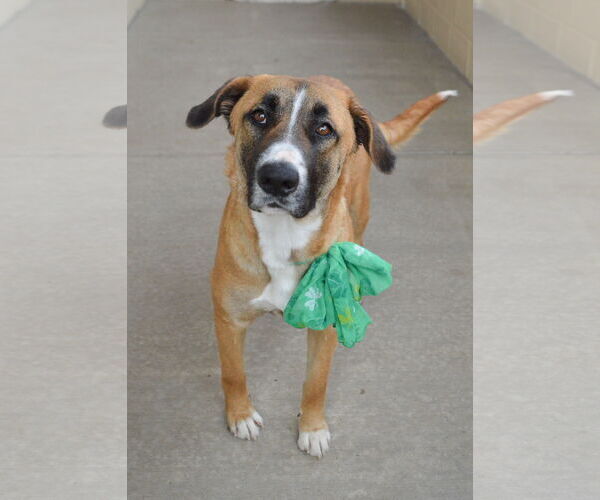 Medium Photo #4 Black Mouth Cur-Unknown Mix Puppy For Sale in McKinney, TX, USA