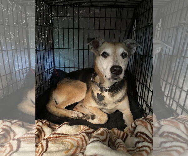 Medium Photo #4  Puppy For Sale in , 