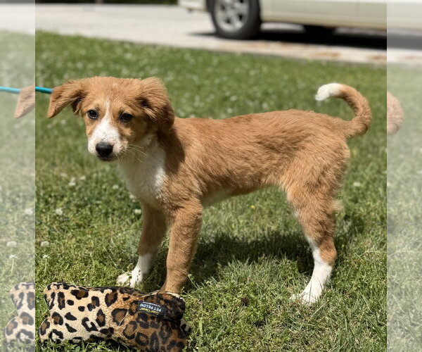 Medium Photo #2 Mutt Puppy For Sale in Yardley, PA, USA