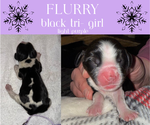 Puppy Flurry English Springer Spaniel
