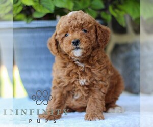 Goldendoodle (Miniature) Puppy for sale in EAST EARL, PA, USA