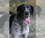Small #2 German Shorthaired Pointer Mix