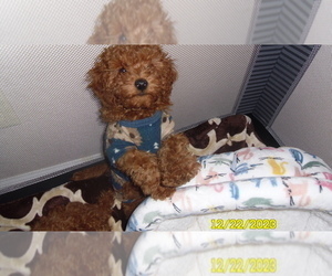Poodle (Toy) Puppy for sale in DULUTH, GA, USA