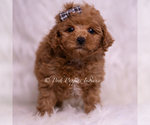 Small Photo #22 Maltipoo (Miniature) Puppy For Sale in WARSAW, IN, USA