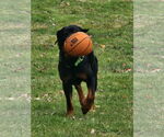 Small #2 Rottweiler