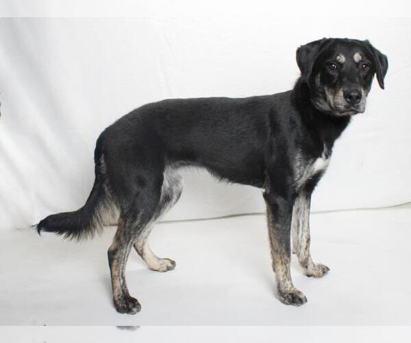 Medium Photo #1 Shepradors Puppy For Sale in Burbank, CA, USA
