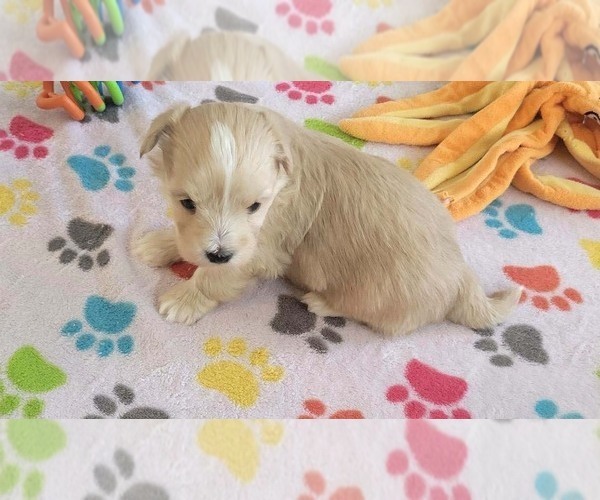 Medium Photo #12 Havanese Puppy For Sale in ORO VALLEY, AZ, USA