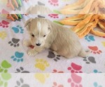 Small #11 Havanese