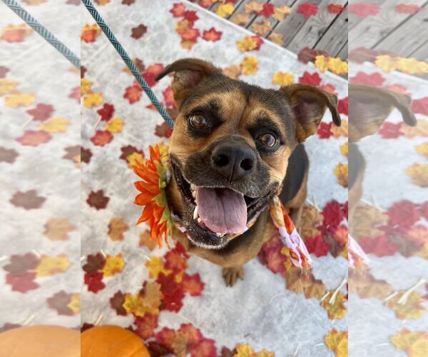 Medium Photo #12 Rottweiler-Unknown Mix Puppy For Sale in phoenix, AZ, USA