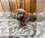 Small #11 Labrador Retriever