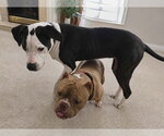 Small #7 Bulldog Mix