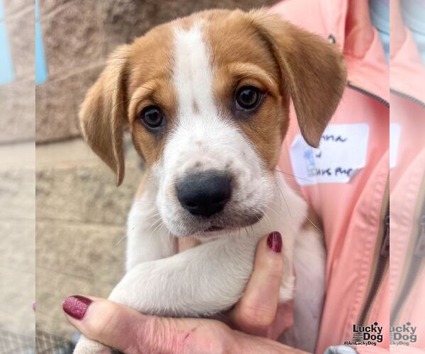 Medium Photo #7 Labrador Retriever-Unknown Mix Puppy For Sale in Washington, DC, USA