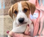 Small #6 Labrador Retriever Mix