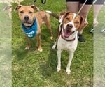 Small #1 American Pit Bull Terrier Mix