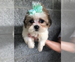 Shih-Poo Puppy for sale in FAYETTEVILLE, WV, USA