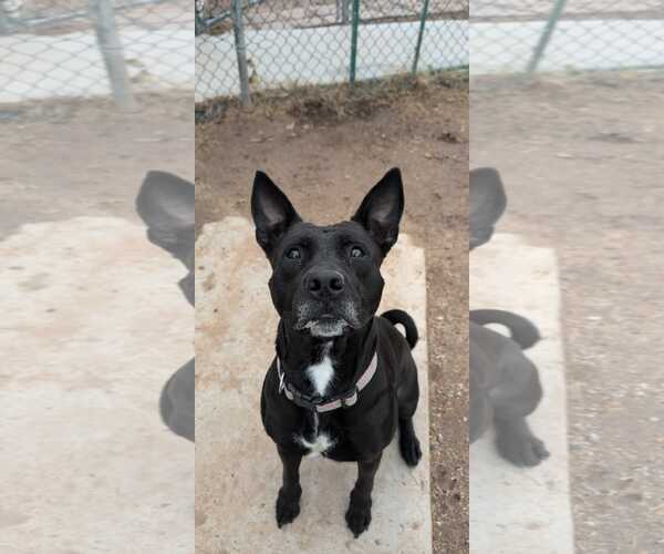 Medium Photo #3 American Pit Bull Terrier-Basenji Mix Puppy For Sale in phoenix, AZ, USA