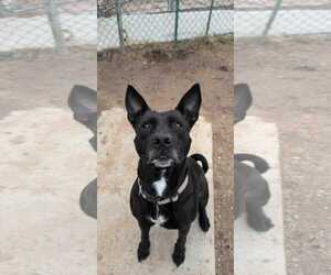 Maria - Female American Pit Bull Terrier-Australian Kelpie Mix Dog for Adoption - Photo #3