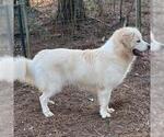 Small #3 Great Pyrenees Mix