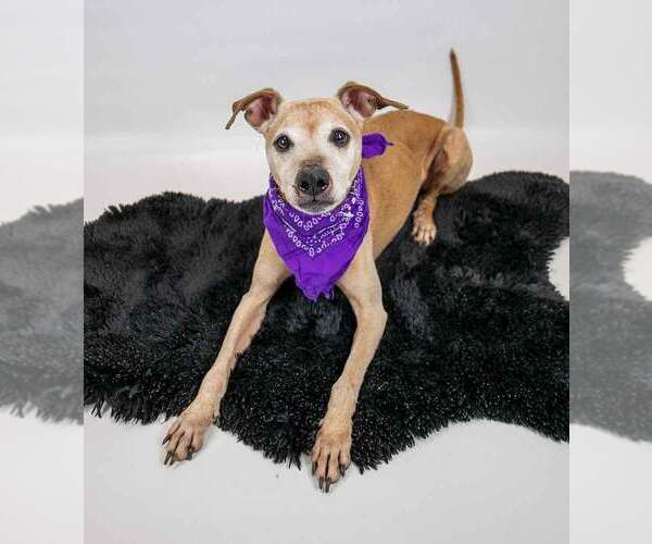 Medium Photo #2 Greyhound-Jack Russell Terrier Mix Puppy For Sale in Kennesaw, GA, USA